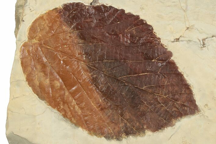Fossil Leaf (Beringiaphyllum) - Montana #190444
